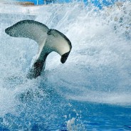 4 Things Shamu Can Teach You About Stagecraft